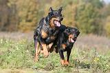 BEAUCERON 347